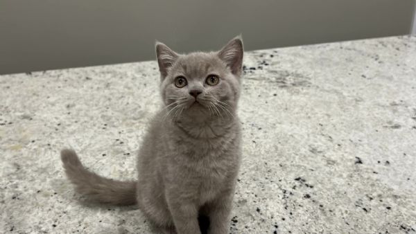 Cuccioli British shorthair | Foto 0