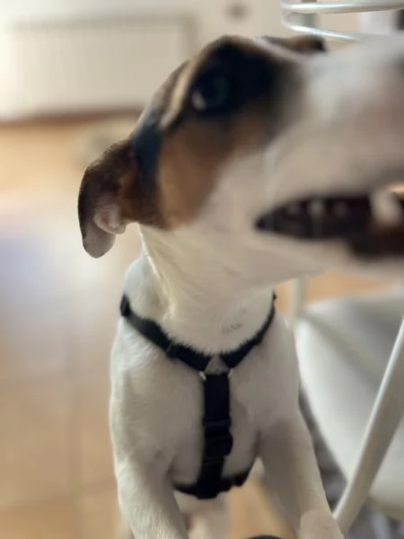 Offro in adozione Jack Russel  | Foto 4