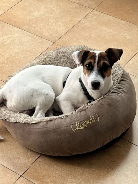 Offro in adozione Jack Russel  | Foto 2