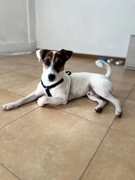 Offro in adozione Jack Russel  | Foto 1