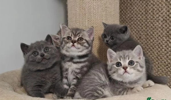 4 adorabili gattini in adozione