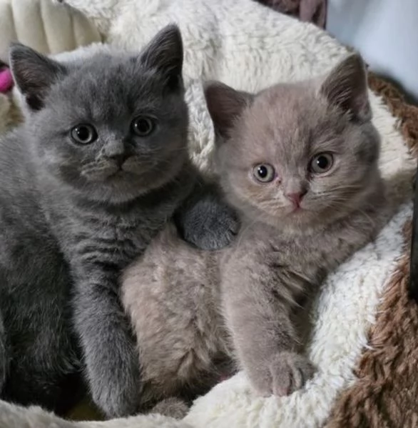 4 adorabili gattini in adozione