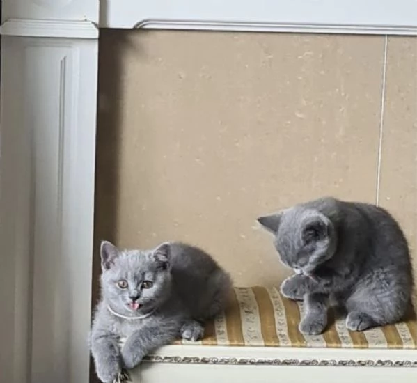 3gattini in adozione British Shorthair