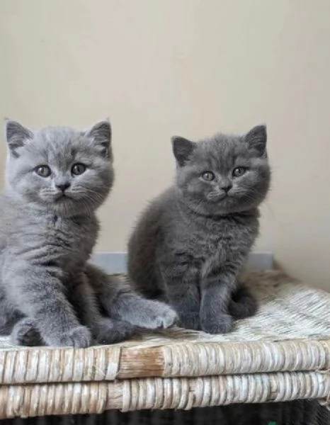 in 4 adozione British Shorthair