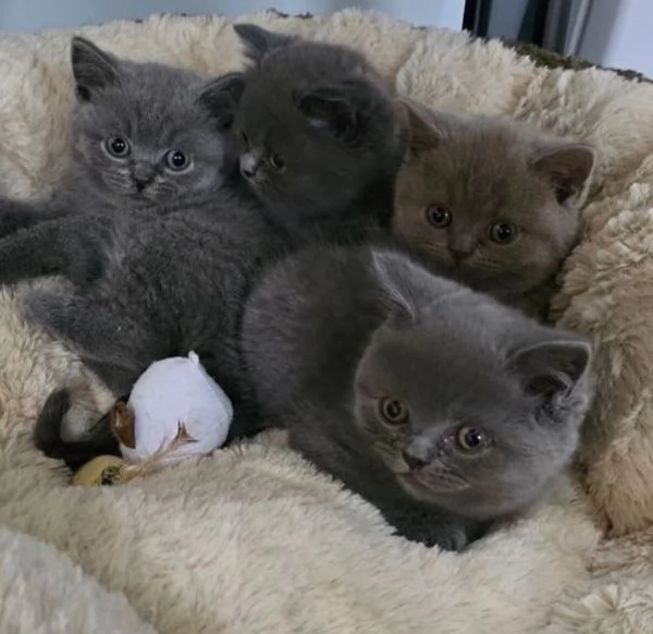 in 4 adozione British Shorthair | Foto 0