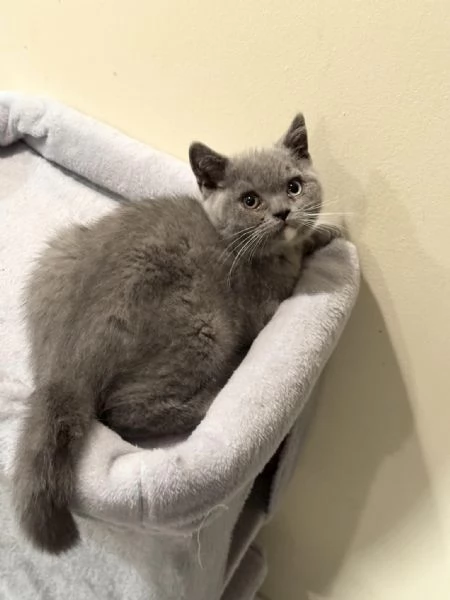 Cuccioli di british shorthair 