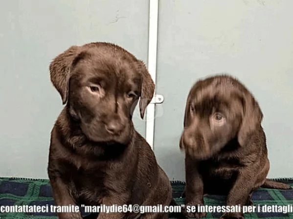 Cuccioli di Labrador cioccolato