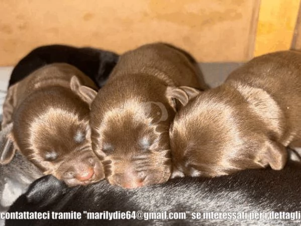 Cuccioli di Labrador giallo/rosso