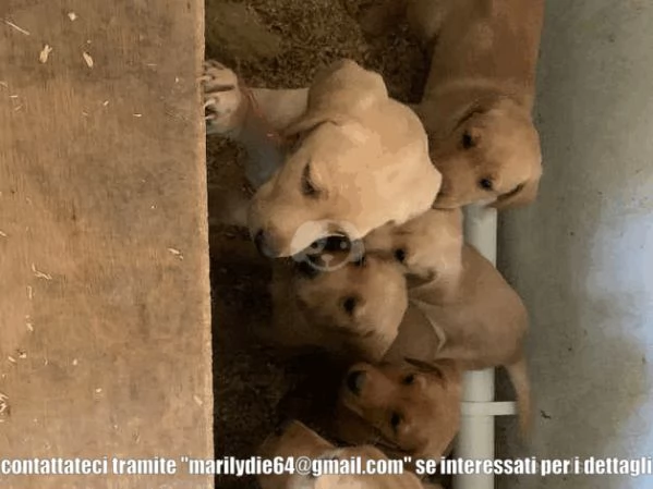 Cuccioli di labrador interi