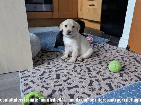 Cuccioli di Labrador