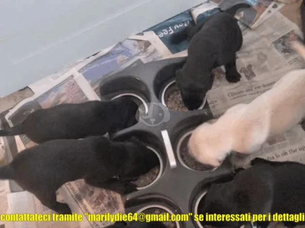 Graziosi cuccioli di Labrador disponibili