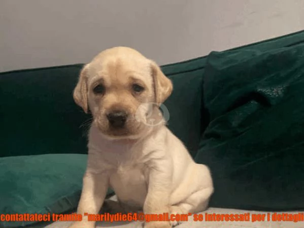 Splendidi cuccioli di Labrador