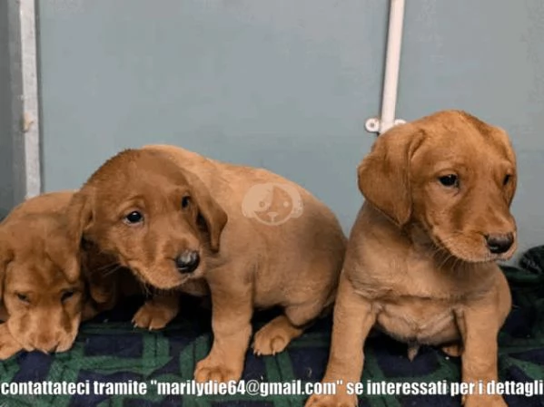 6 bellissimi cuccioli di Labrador