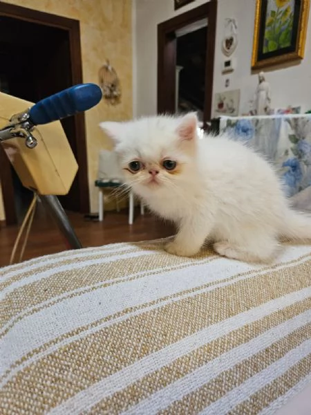 Cuccioli di exotic shorthair  | Foto 0