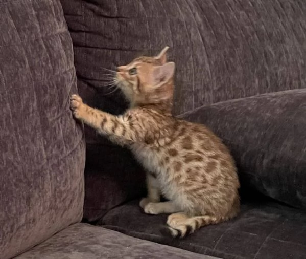 BENGAL CUCCIOLI DISPONIBILI | Foto 0