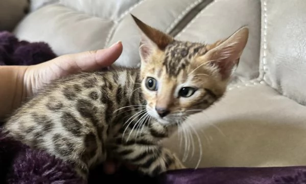 Cuccioli gatto del Bengala | Foto 0