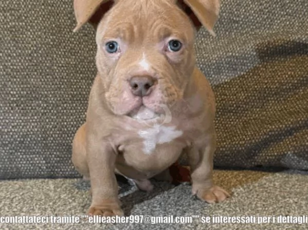 Splendidi cuccioli di American Pitbull