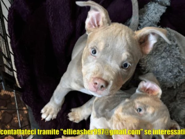 Bellissimi cuccioli di Pitbull terrier | Foto 0