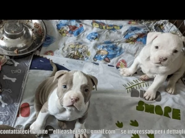 Bellissimi cuccioli di pitbull