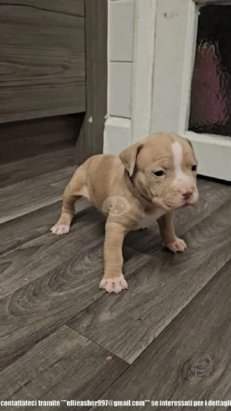 Cuccioli di Pitbull | Foto 0