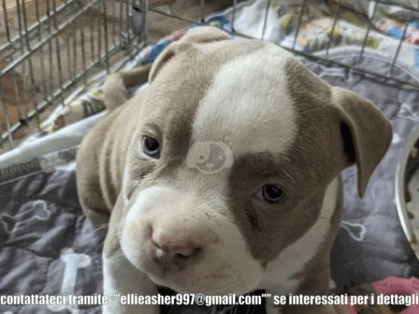 Bellissimi cuccioli di Pitbull