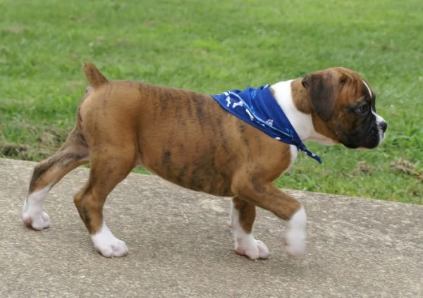 Bella e sani cuccioli di Boxer per adozione (gratis)