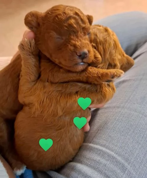 Cuccioli meravigliosi di barboncino toy. 