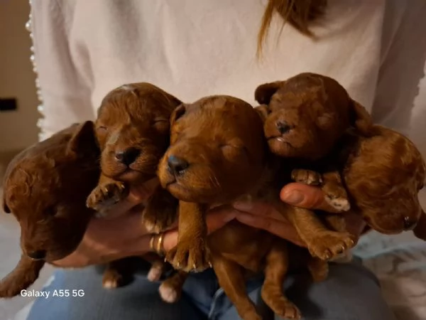 Cuccioli meravigliosi di barboncino toy.  | Foto 2