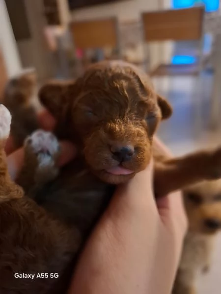 Cuccioli meravigliosi di barboncino toy.  | Foto 1