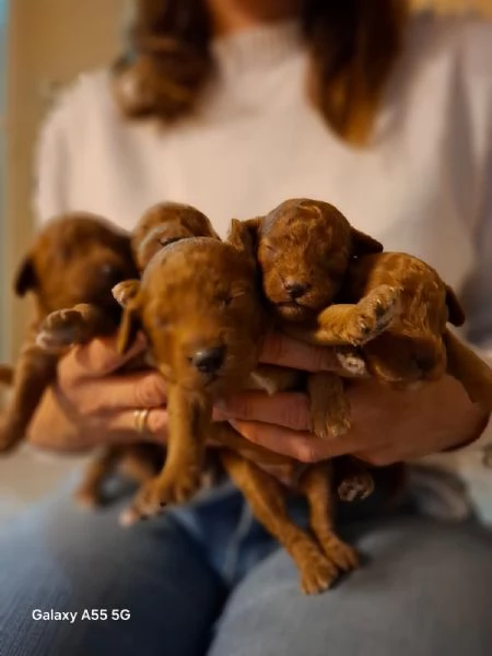 Cuccioli meravigliosi di barboncino toy.  | Foto 0