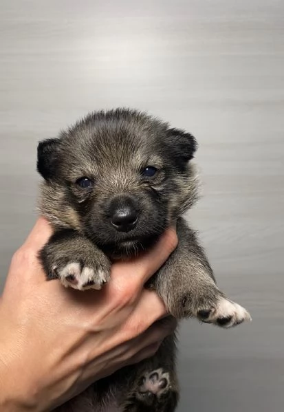 Cucciolata Vastgotaspets il cane dei vichinghi | Foto 3