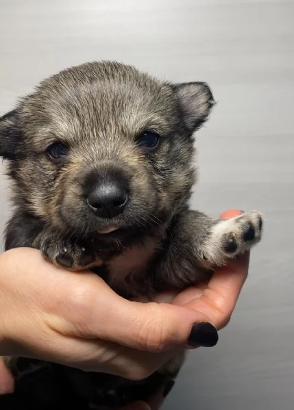 Cucciolata Vastgotaspets il cane dei vichinghi | Foto 2