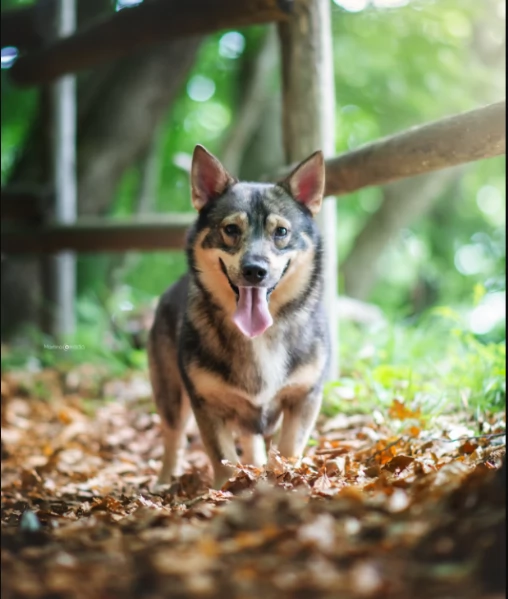 Cucciolata Vastgotaspets il cane dei vichinghi | Foto 1