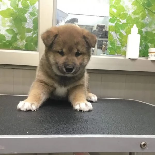 Due Shiba Inu con pedigree