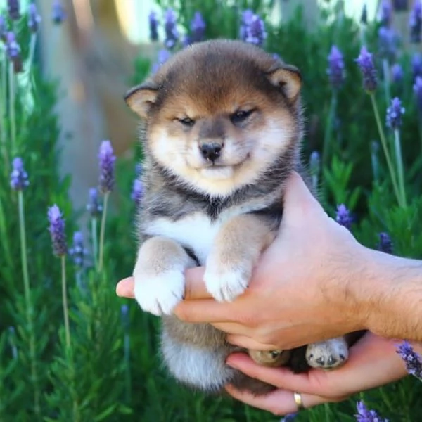 Shiba Inu con pedigree!!