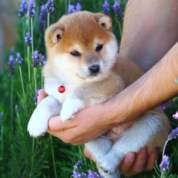 Shiba Inu con pedigree!! | Foto 0