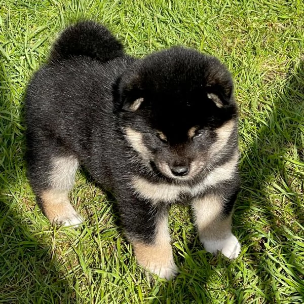 Cuccioli di Shiba Inu!