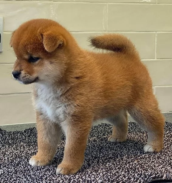 !Cuccioli shiba inu!!