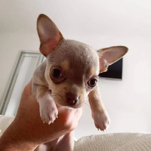    Cuccioli di chihuahua maschi e femmine  | Foto 0