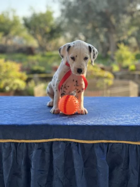 Cuccioli di Dalmata fegato e neri con pedigree  | Foto 4