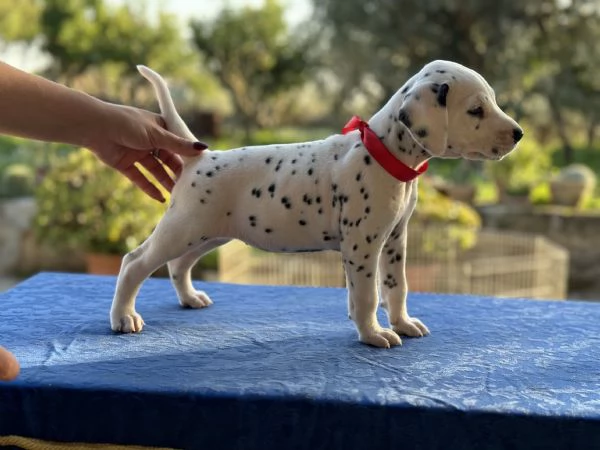 Cuccioli di Dalmata fegato e neri con pedigree  | Foto 3