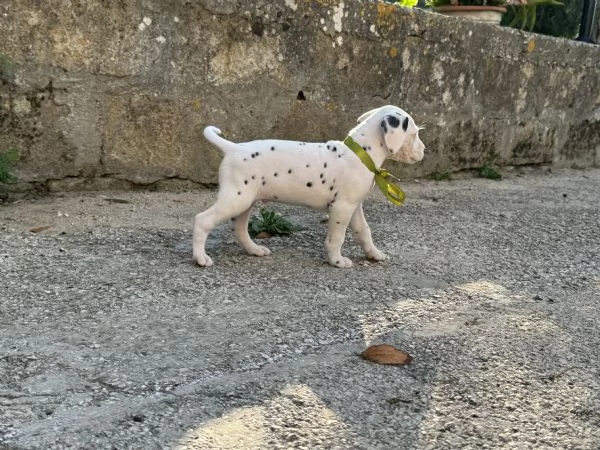 Cuccioli di Dalmata fegato e neri con pedigree  | Foto 2