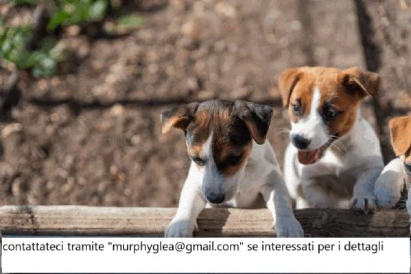 Cuccioli di Jack Russell in vendita