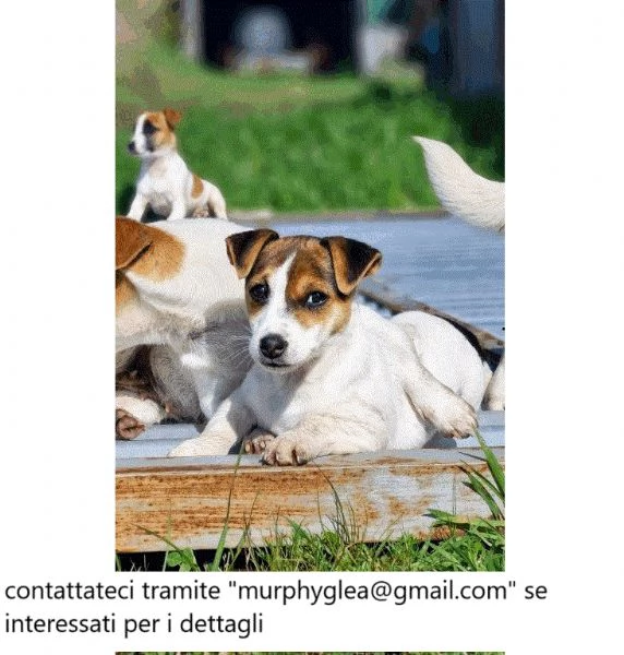 Jack Russell Terrier puro