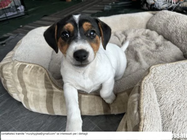 Cuccioli di Jack Russell tricolore | Foto 0