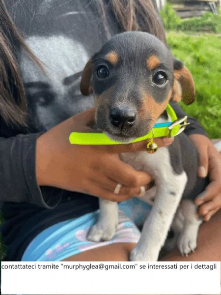 Jack Russell nani blu e bianchi