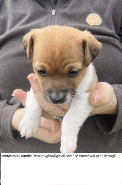 Cuccioli di jack russel