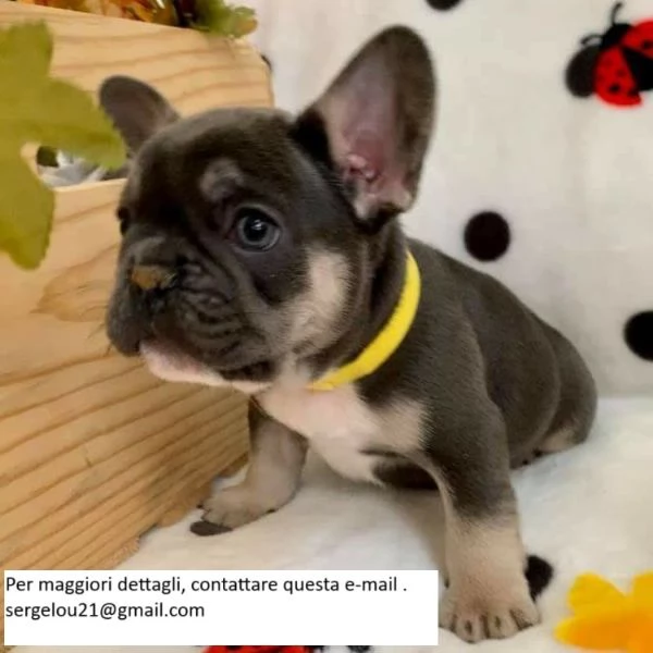 Splendidi Bulldog francesi