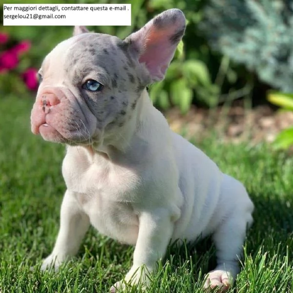 2 bellissimi Bulldog francesi | Foto 0