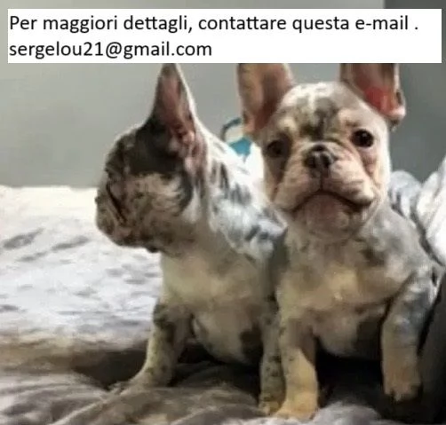 Bulldog francese per adozione